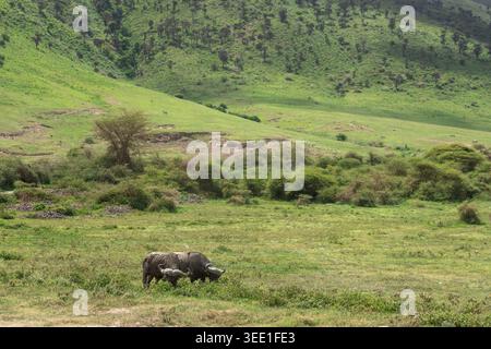 Zwei afrikanische Büffel stehen auf dem riesigen Kraterboden des Ngorongoro-Kraters im Norden Tansanias, Ostafrika. Stockfoto