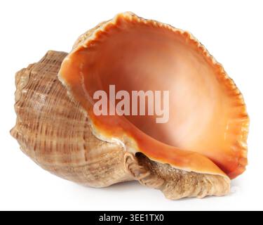 Große leere geäderte Rapa-Welpe-Schneckenschale isoliert auf weißem Hintergrund Stockfoto