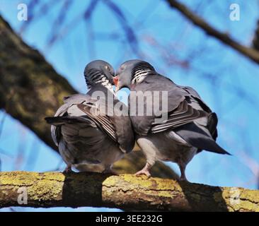 Zwei gewöhnliche Holztauben küssen sich im Frühjahr auf einen Baumzweig Stockfoto