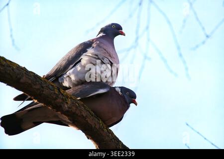 Zwei gewöhnliche Holztauben, die auf einem Ast vor blauem Himmel sitzen Stockfoto