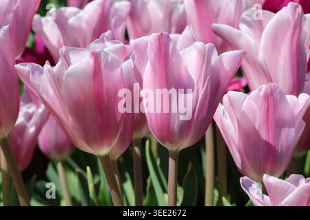 „Mistress Mystic“. Nahaufnahme einer rosa weißen Tulpe mit rötlich-violetter Flamme oder Flamme im Frühling. Stockfoto