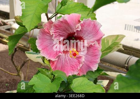 Hibiscus x rosa-sinensis „PJ's Magical Pink“. Nahaufnahme einer einzelnen Hibiskusblüte mit violetten zentralen rosa Blüten mit gerafften weißen/blassrosa Kanten Stockfoto