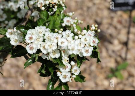 Crataegus monogyna 'flexuosa'. Nahaufnahme von hell-weißem Cluster duftender Weißdornblüten im Frühjahr. Stockfoto