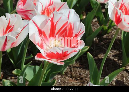 Tulipa „Sorbet“. Nahaufnahme einer weißen Tulpenblüte mit dramatischen gefiederten karminroten Markierungen in der Frühlingssonne. Stockfoto