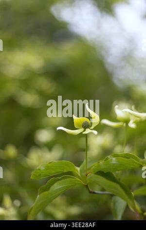 Schöne gelbe Hartholzblumen in einem Garten. Stockfoto