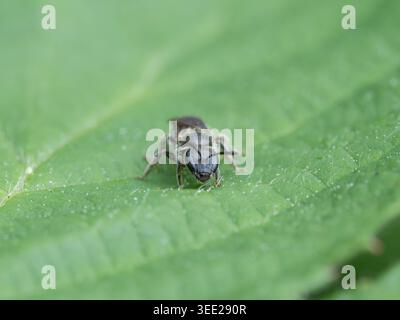 Biodiversität - Lasioglossum - klein in Seldom Bee. Hochwertige Fotos Stockfoto