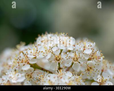 Pflanzen -Sorbus aucuparia - schöne weiße Blüten hochwertige Fotos Stockfoto