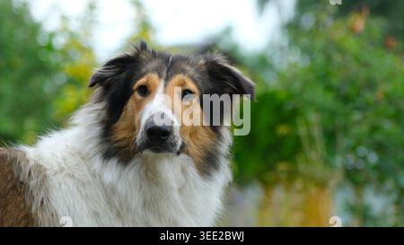 Trikolore Langhaariger Hund Nahaufnahme Porträt im Freien Stockfoto