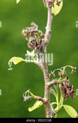 Blütenwelke, verursacht durch Monilinia laxa Monilinia fructigena Pilzkrankheit, mit charakteristischen braunen und schrumpelten Blüten und Blättern. UK Stockfoto