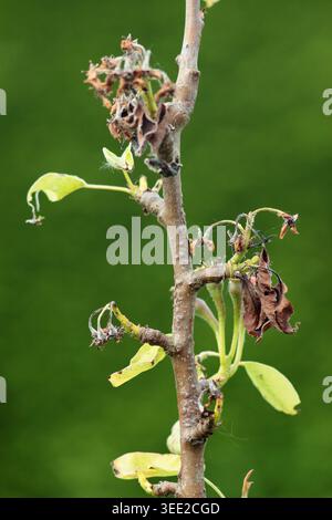 Blütenwelke, verursacht durch Monilinia laxa Monilinia fructigena Pilzkrankheit, mit charakteristischen braunen und schrumpelten Blüten und Blättern. UK Stockfoto