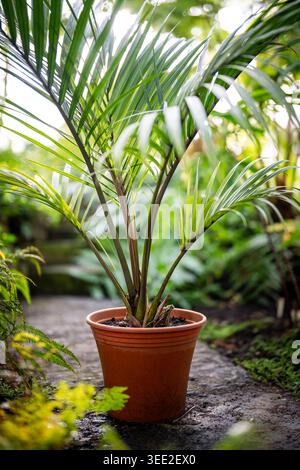 Immergrüne, üppige Pflanze Howea Forsteriana Palme mit grünem Laub wächst im Wintergarten. Stockfoto