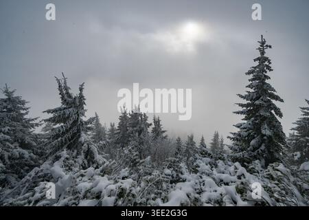 Blick auf schneebedeckte Nadelbäume unter einem nebeligen Winterhimmel mit der Sonne, die durch Wolken in Raztoky, Region Zilina, Slowakei. Stockfoto