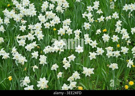 Feld der weißen Narzissen und Löwenzahn im frischen Frühlingsgras Stockfoto