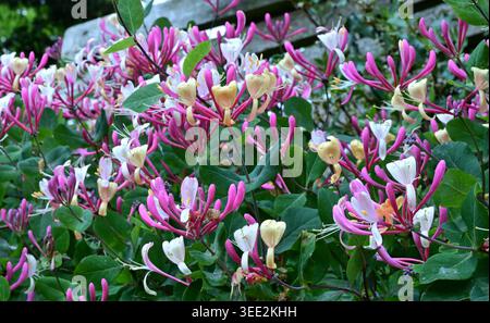 Rosafarbene und weiße Geißblatt-Blüten blühen vor grünem belaubtem Hintergrund Stockfoto