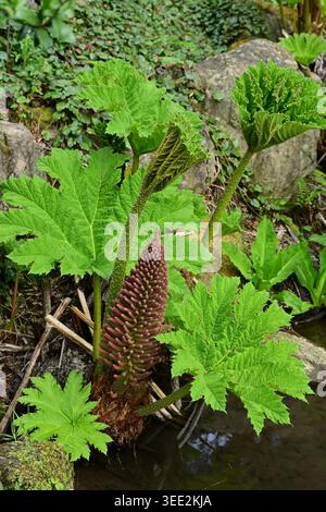 Riesige Rhabarberpflanze mit riesigen Blättern neben felsigem Gartenteich Stockfoto