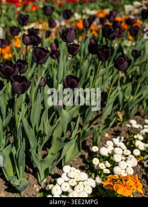 Blick auf dunkelviolette Tulpen und weiße Gänseblümchen im Botanischen Garten München-Nymphenburg in München, Bayern, Deutschland. Stockfoto