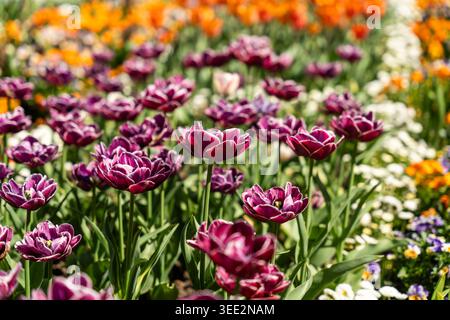 Blick auf blühende violette Tulpen mit weißen Kanten im Botanischen Garten München-Nymphenburg unter hellem Sonnenlicht München, Bayern, Deutschland. Stockfoto