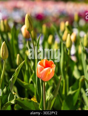 Blick auf eine leuchtend orange Tulpe in Blüte umgeben von grünen Knospen in den Blumenbeeten des Botanischen Gartens München-Nymphenburg in München, Bayern, Deutschland Stockfoto