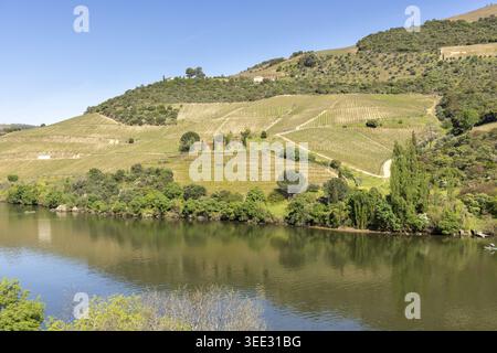 Blick auf den Fluss Douro und terrassenförmig angelegte Weinberge auf einem steilen Hügel mit üppigem Grün unter einem klaren blauen Himmel Portugal. Stockfoto