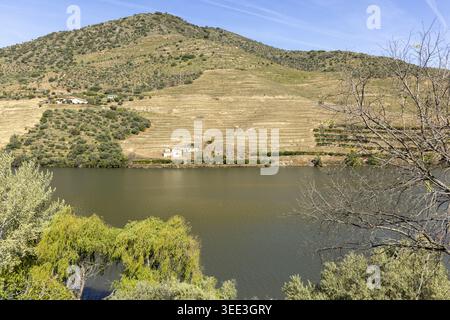 Blick auf das Tal des Flusses Douro mit terrassenförmig angelegten Weinbergen auf einem steilen Hügel mit grünen Bäumen im Vordergrund unter einem klaren blauen Himmel Portugal. Stockfoto