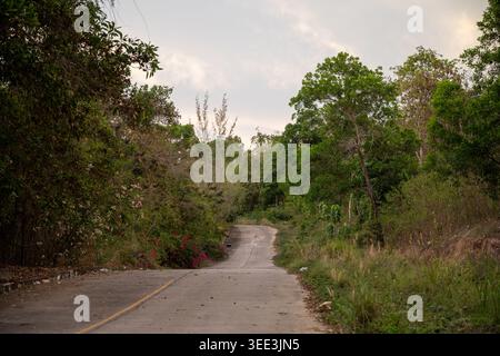 Eine schmale Betonstraße führt durch dichte tropische Vegetation in Krabi Thailand Stockfoto