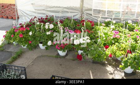 Bunte Geranien hängen anmutig in Töpfen unter einem hellen Himmel und schaffen Freude. Stockfoto