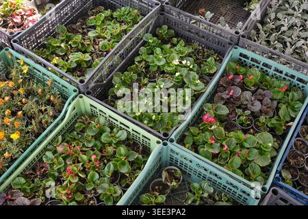 Helle Pflanzen füllen die Kisten in einer Baumschule im Freien und heben die Schönheit der Natur hervor. Stockfoto
