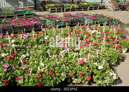 Helle Blumen in Rosa und weiß blühen auf dem Markt unter sonnigem Himmel. Stockfoto