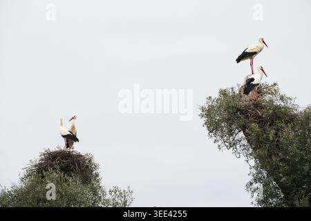 Zwei Paare von Weißstörchen (Ciconia ciconia), die auf separaten Nestern stehen, die auf Baumspitzen gebaut sind und von Vegetation in Madrid, Spanien, umgeben sind. Stockfoto