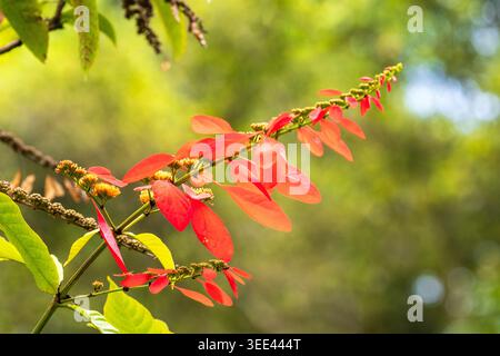 Nahaufnahme eines blühenden roten Mussaenda-Strauchs (Mussaenda erythrophylla) auf Oahu, Hawaii. Stockfoto