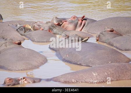 Flusspferde/Büffel der Serengeti, Tansania. Safari ab Februar 2026 Stockfoto