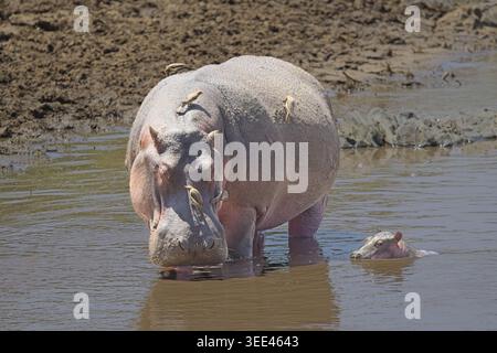 Flusspferde/Büffel der Serengeti, Tansania. Safari ab Februar 2026 Stockfoto