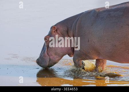 Flusspferde/Büffel der Serengeti, Tansania. Safari ab Februar 2026 Stockfoto