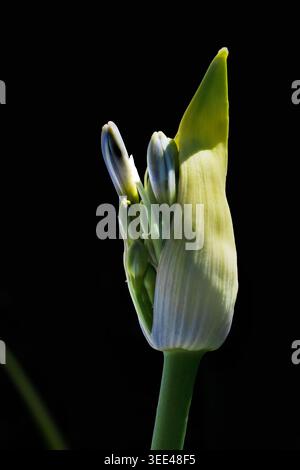 Nahaufnahme der Öffnung der Agapanthus-Blume vor schwarzem Hintergrund Stockfoto