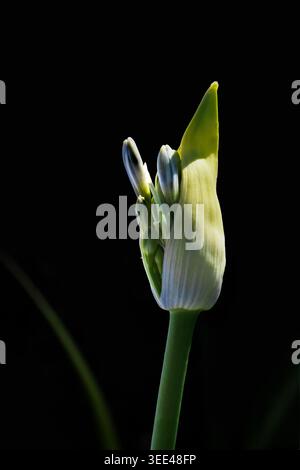 Weitwinkelansicht der Öffnung der Agapanthus-Blume vor schwarzem Hintergrund Stockfoto