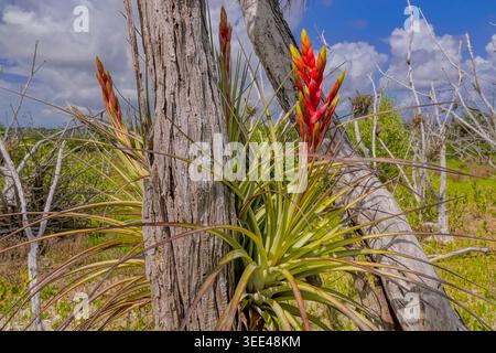 Riesige Kardinalluftpflanzen, die in Buttonwood wachsen, schlängeln sich entlang des Ghost Forest in der Snake Bight Bay im Everglades National Park, in der Nähe von Flamingo, Florida. Das Gebiet, einst ein dichtes Mangroven- und Buttonholz, starb nach einer Überschwemmung durch den Hurrikan Irma im Jahr 2017. Stockfoto