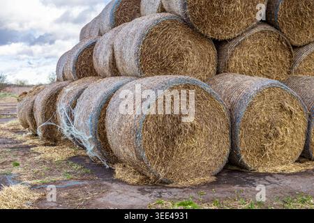 Strohballen werden ordentlich in einer Reihe auf einem Feld gestapelt. Der Himmel ist bewölkt und einige Strohstränge liegen auf dem Boden in der Nähe der Ballen. Stockfoto