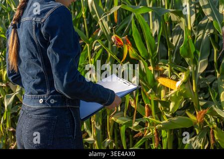 Die Person steht mit einem Klemmbrett auf einem Maisfeld und beobachtet das Wachstum der Pflanzen. Es ist tagsüber und die Sonne scheint auf die Ernte. Stockfoto