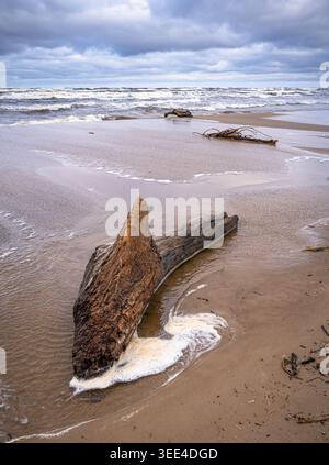 Großer Treibholzstamm am stürmischen Ostseestrand in Lettland Stockfoto