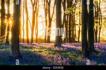Blick auf Bluebell Woodlands mit einem Teppich aus violetten Blumen unter hohen Bäumen bei einem goldenen Sonnenuntergang in Oxfordshire, Großbritannien. Stockfoto