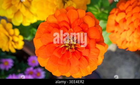 Leuchtende orangefarbene Zinnienblüte blüht im Garten Stockfoto