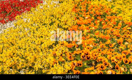 Farbenfrohe Frühlingsblumen blühen in einem dekorativen Gartenbeet Stockfoto