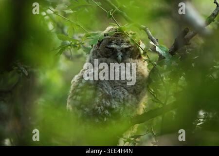 Flauschiges Waldohreulenküken (Strix aluco) versteckt zwischen belaubten Ästen im Wald Stockfoto