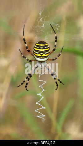 Wolfsspinner (Argiope bruennichi) in der Mitte seines Netzes mit einem zickzackförmigen Stabilisament Stockfoto