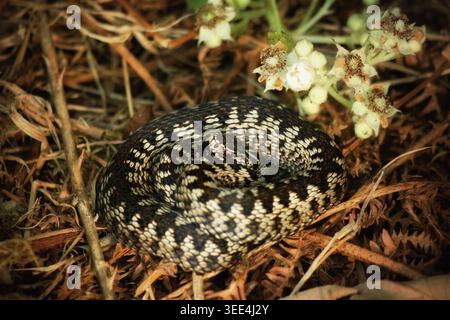 Kreuzotter (Vipera berus) zusammengerollt zwischen totem Farn und Brombeerenblüten Stockfoto
