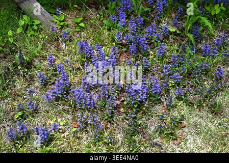 Bugleweed (Ajuga reptans) Blüten. Lamiaceae perennial. Sie blüht im Frühling mit lippenförmigen Blüten. Stockfoto