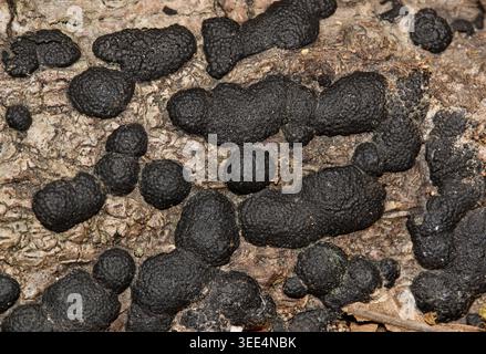 Holzwartpilz Annulohypoxylon annulatum über die mykologische Natur des gefallenen Baumes. Stockfoto
