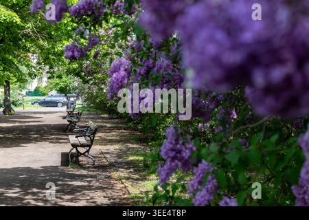 Sonniger Fußgängerweg in einem üppigen Garten mit duftenden lila Fliederblüten in sanfter Schärfe und klassischen leeren Holzbänken entlang eines schattigen Weges. Stockfoto
