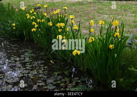 Gelbe Iris (Iris pseudacorus) Blüten. Sie wächst in Gewässern und Feuchtgebieten und blüht im Frühsommer mit gelben Blüten. Stockfoto