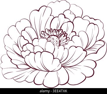 Pfingstrosen-Knospen öffnen Blüte, weiches Blütenelement. Elegante botanische Blume für Hochzeit, Dekoration, Einladungen und romantisches Design Stock Vektor